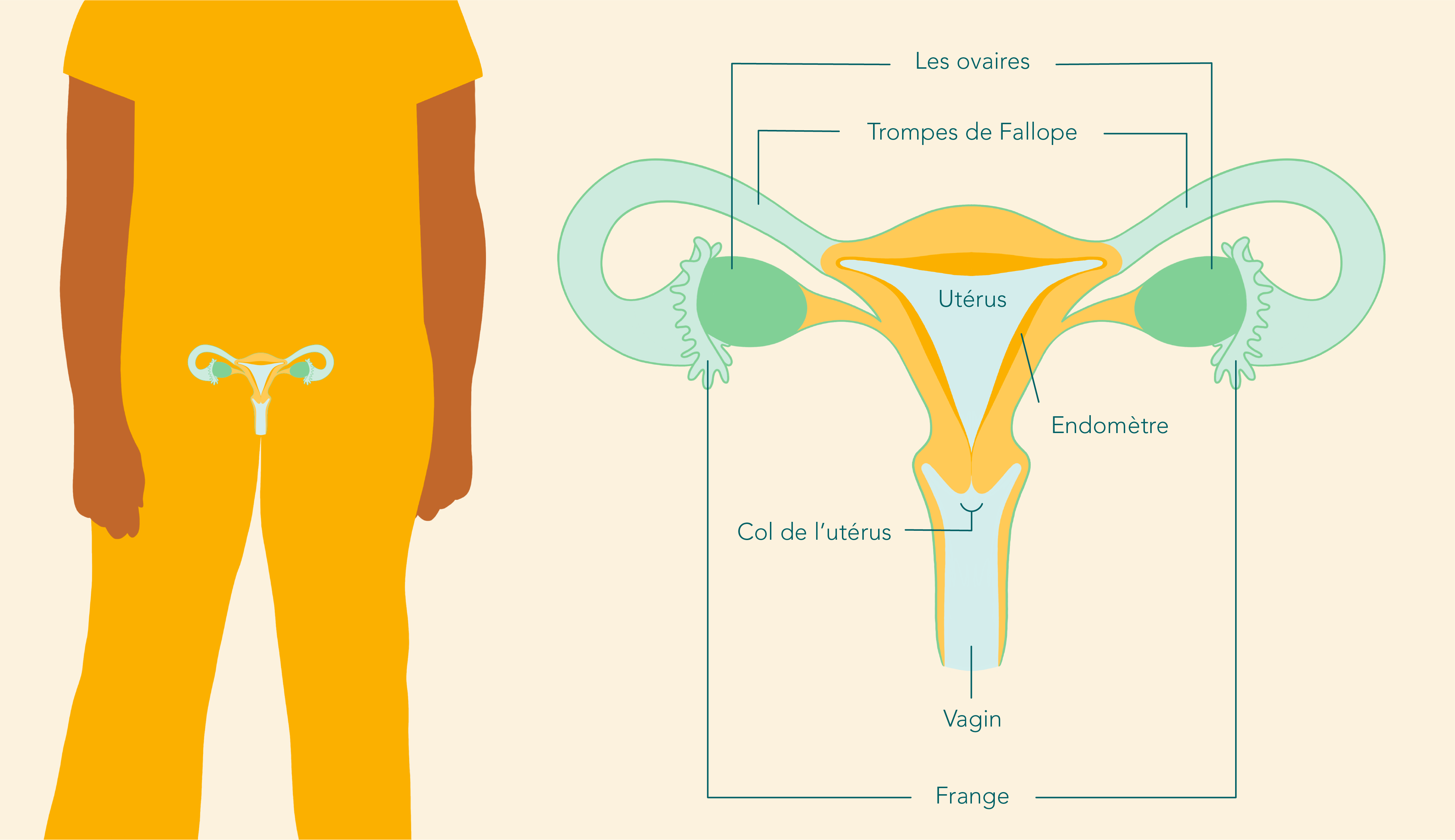 Anatomie du système reproducteur féminin interne