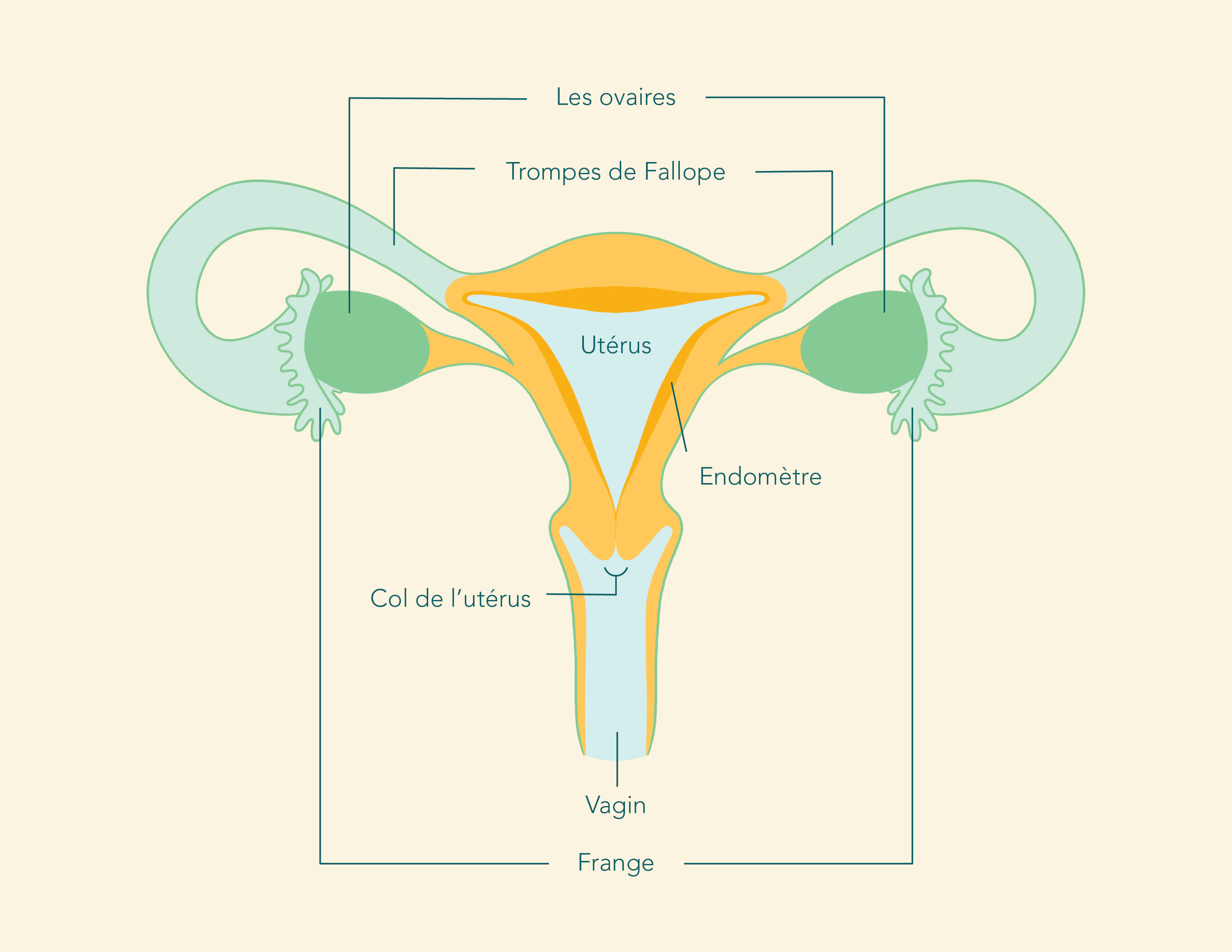 Anatomie du système reproducteur féminin interne